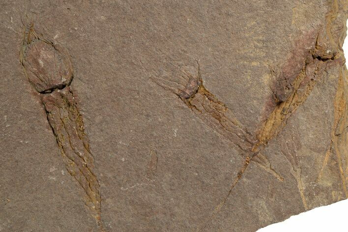 Eocrinoid (Ascocystites) Mortality Plate - Ordovician #305166